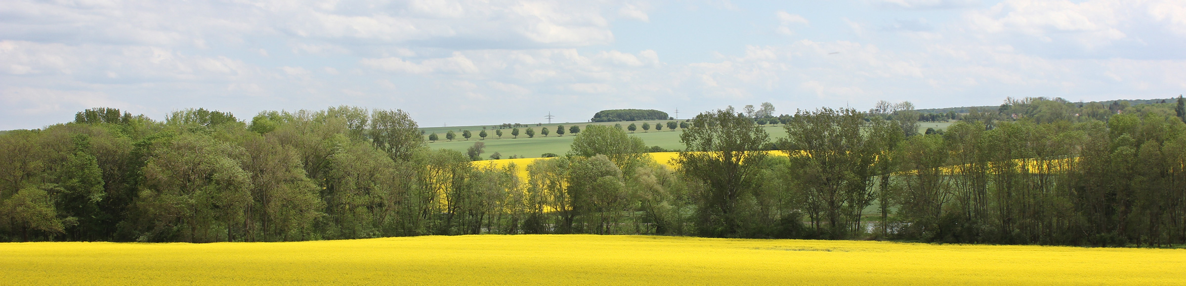 WeimarerLand - Rapsfeld